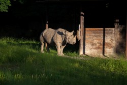 Eliska the Rhino.jpg
